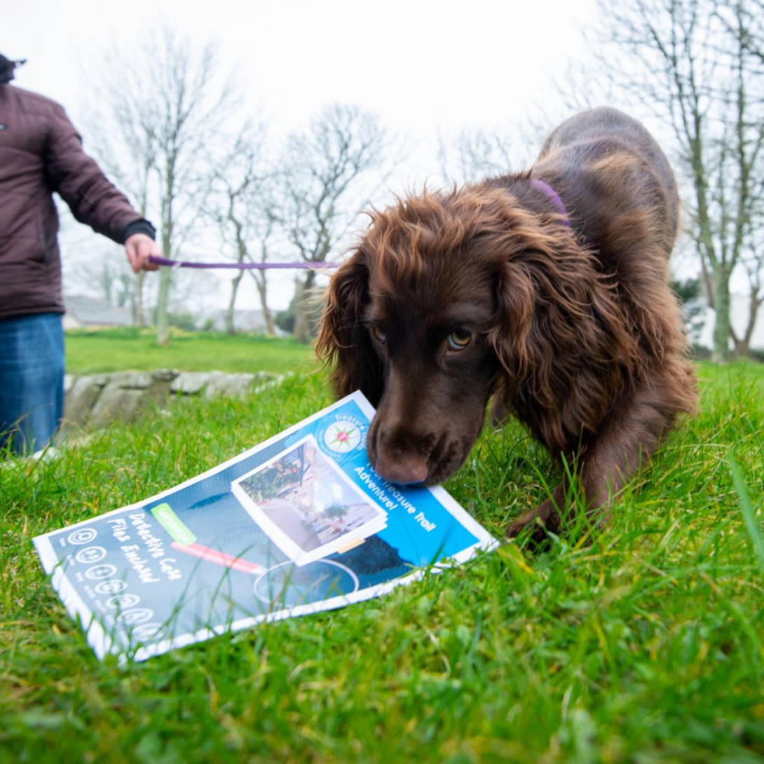 Dogs make good coast and countryside detectives too